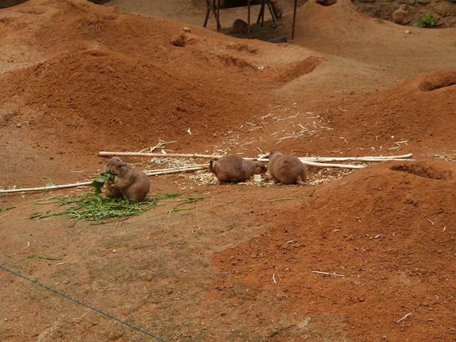 P1140286.JPG