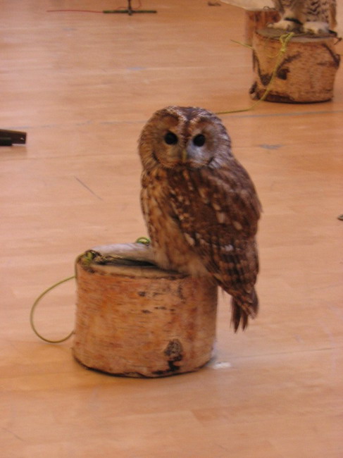 Snmek 006.jpg