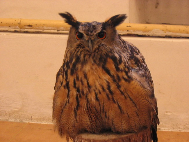 Snmek 011.jpg