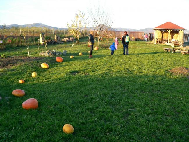 P1390398.jpg