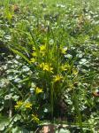 IMG-20240312-WA0030.jpg