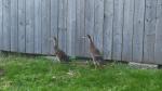 IMG-20240611-WA0114.jpg