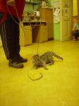 Ocelot  a krajta v MŠ 010.jpg