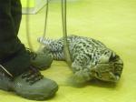 Ocelot  a krajta v MŠ 023.jpg