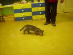 Ocelot  a krajta v MŠ 005.jpg