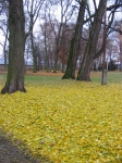 Gingko 004.jpg