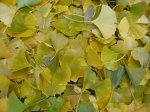Gingko 005.jpg